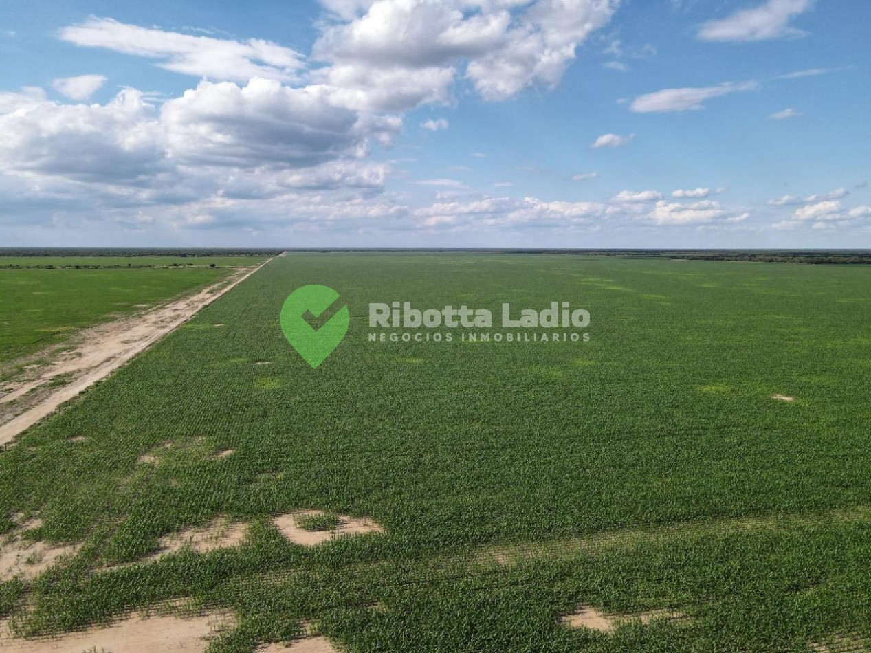 CAMPO AGRICOLA - 370 HAS 